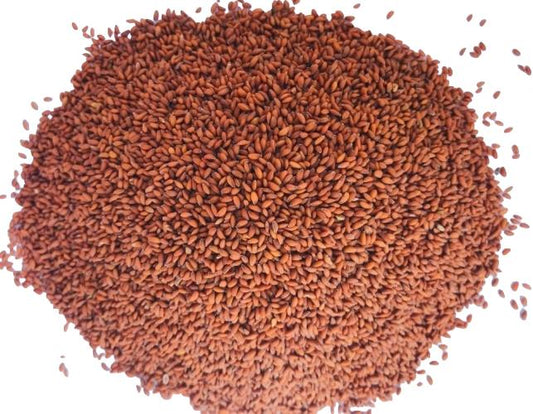 Canary Asalio Seeds 55 lb